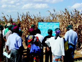 Nie tylko my lecz czały świat stoi przed alternatywą GMO. Na zdjęciu akcja w Kenii popierająca sianie kukurydzy zmodyfikowanej genetycznie i odpornej na ataki szkodników.