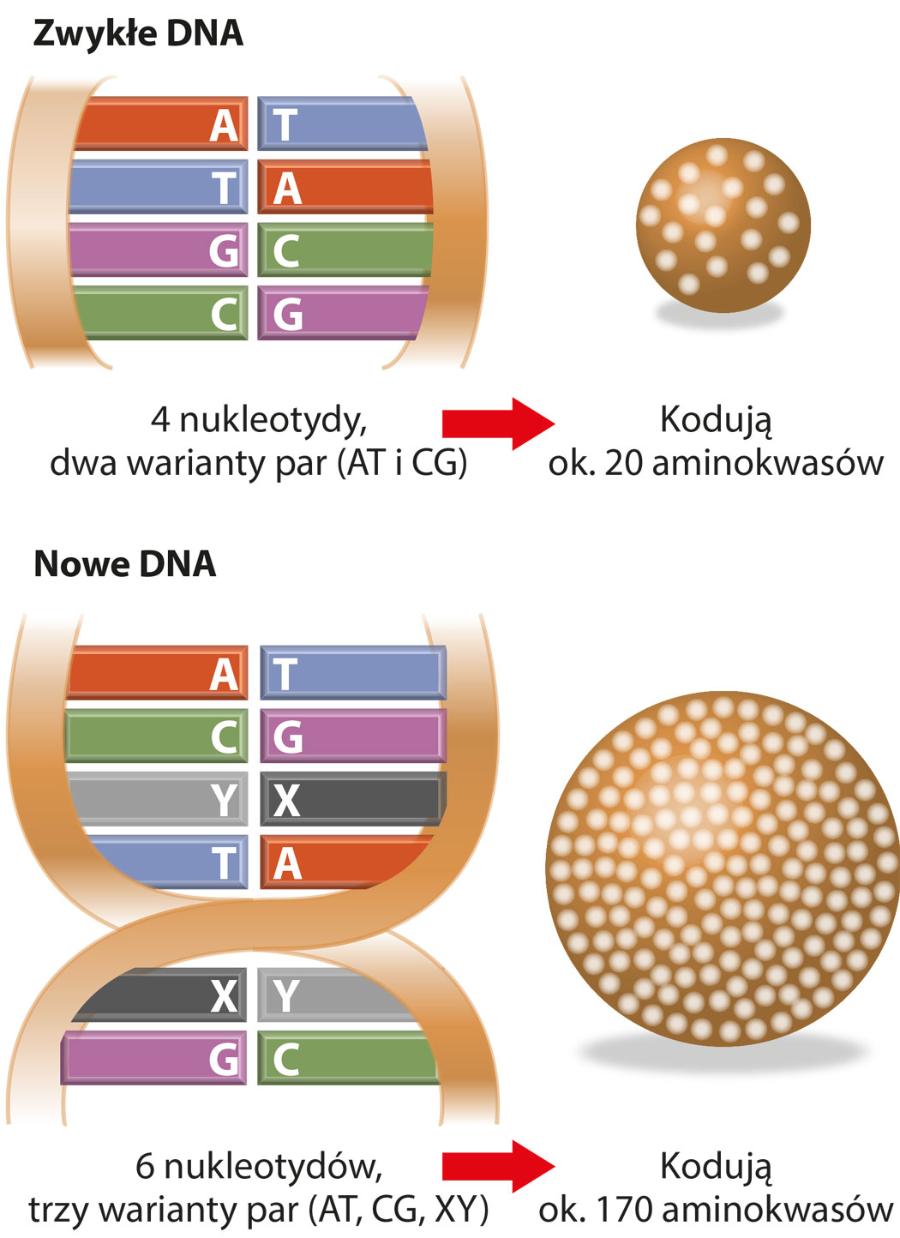Różnice między naturalnym i zmodyfikowanym DNA.
