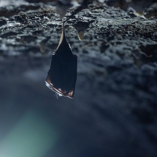 Pulsar - wyjątkowy portal naukowy.