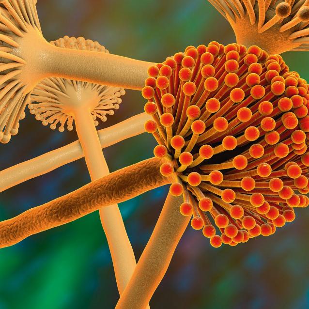 Aspergillus niger w powiększeniu. Kolory nadane sztucznie. Buławkowate twory to konidiofory. Tu powstają zarodniki.