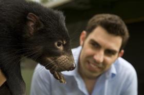 Diabeł tasmański w swoim środowisku nie miał naturalnych wrogów, uległ jednak tajemniczej chorobie.