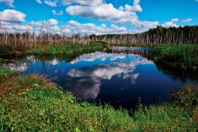 Bagno Jacka, rezerwat przyrody na terenie dzielnicy Wesoła.