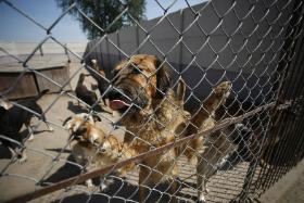 O schronisku w Wojtyszkach było głośno. Początkowo było tam 400 psów i ich liczba szybko przekroczyła 3 tys.