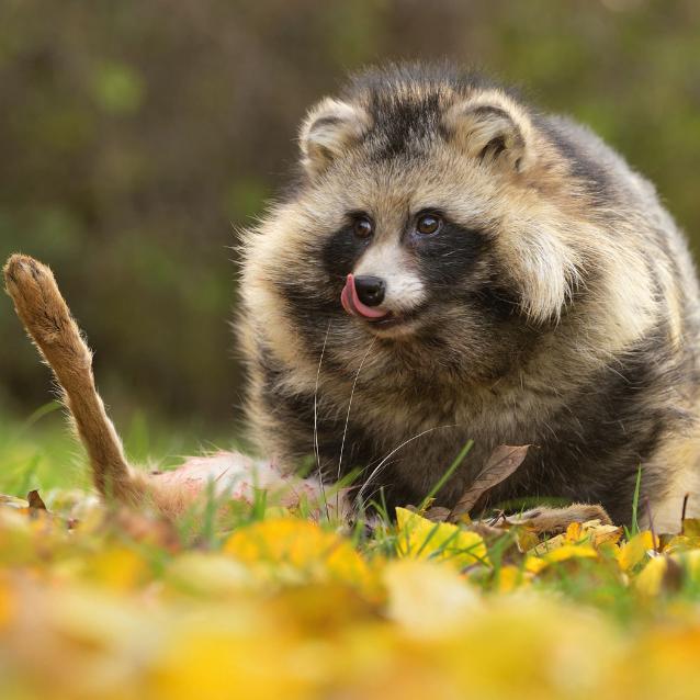 Jenot jest wszystkożerny. Na zdjęciu zjada padlinę zająca.