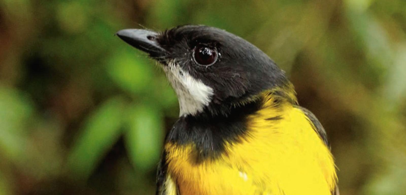 Pachycephala schlegelii – jeden z „trujących” ptaków Nowej Gwinei.
