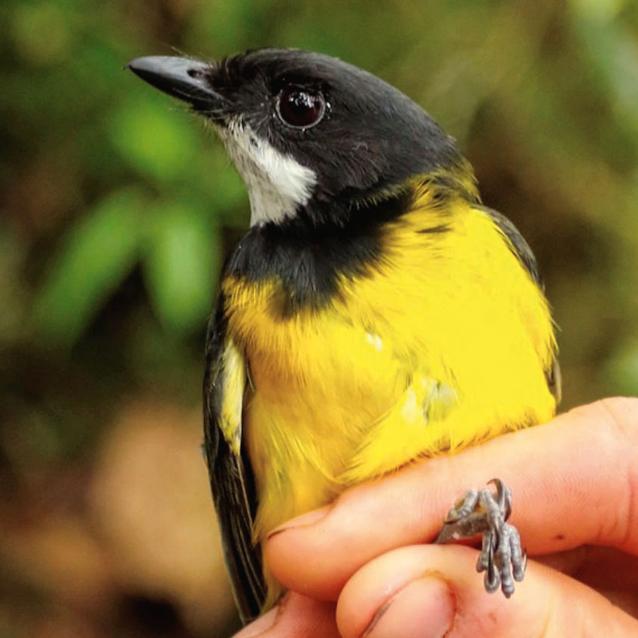 Pachycephala schlegelii – jeden z „trujących” ptaków Nowej Gwinei.
