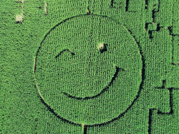 Krąg w polu kukurydzy jest dziełem niemieckiego rolnika spod Dortmundu.