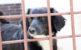 Pies w schronisku Krakowskiego Towarzystwa Ochrony Zwierząt