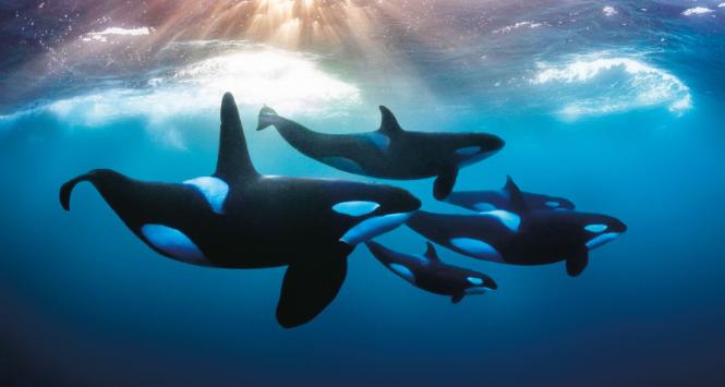 Do ssaków, których samice przechodzą menopauzę, należą ludzie oraz niektóre walenie: orki (na zdjęciu), białuchy, narwale i grindwale.