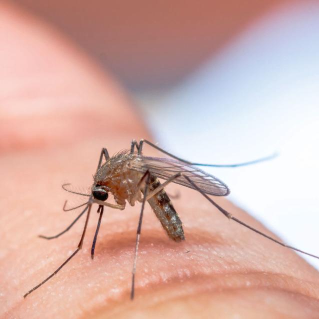 Przedstawiciel widliszków.