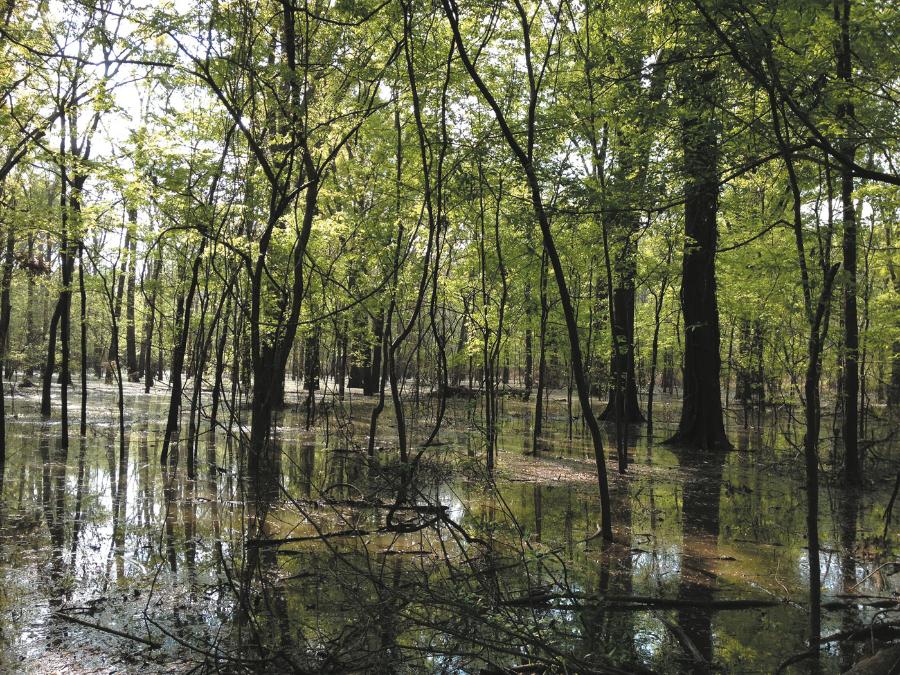 Powodzie na nizinach Missisipi zagrażają jesionowi bagiennemu.