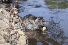 Nutrie pojawiły się osiem lat temu. W 2016 r. zauważono je po raz pierwszy i przerażeni mieszkańcy Rybnika interweniowali w ratuszu w sprawie ogromnych szczurów.