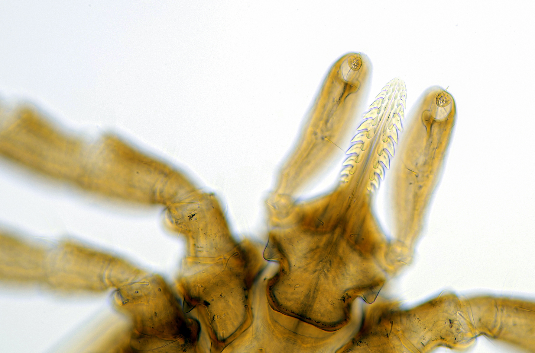 Borelioza: kleszcze zarażają jednak nie tak często