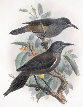 Reliktowiec mały. Endemiczny ptak z Hawajów. Ostatni osobnik był widziany w 1985 r. Ostatni słyszany  -  w 1987 r. Zainfekowany chorobami przywleczonymi na Kauai przez świnie, psy i komary. Pozbawiony naturalnego środowiska.