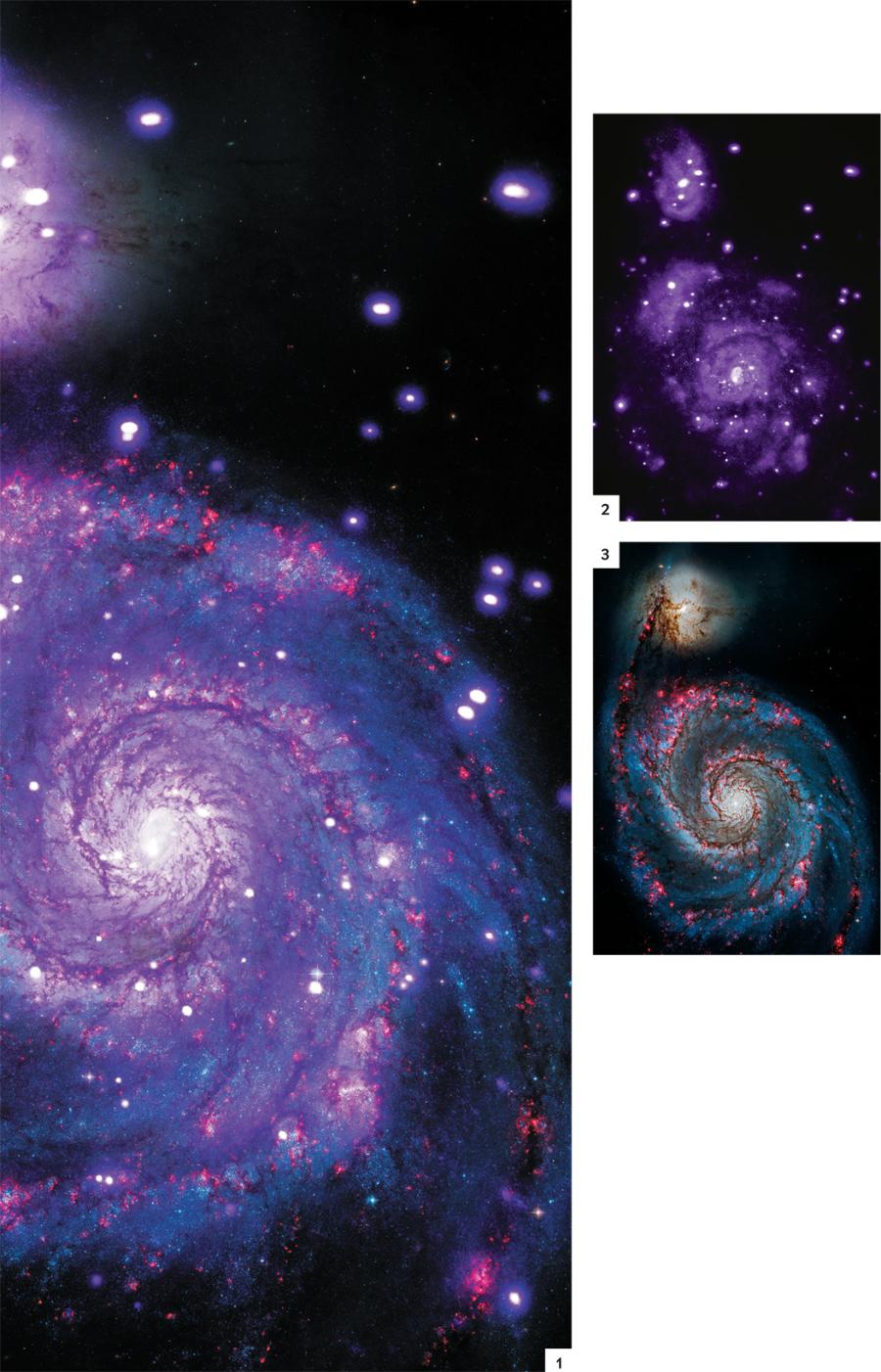 Wirujące spirale
W dwóch łączących się galaktykach o nazwie M51 albo Wir widać piękne ramiona charakterystyczne dla galaktyk spiralnych. Obraz pokazuje około 400 źródeł promieniowania rentgenowskiego, z których większość to gwiazdy podwójne, położone głównie w pobliżu obszarów formowania się gwiazd. Naukowcy podejrzewają, że wzajemne oddziaływanie dwóch galaktyk wzbudziło falę procesów gwiazdotwórczych, czego wynikiem jest duża liczba rentgenowskich układów podwójnych. Z faktu, że jeden z tych układów pulsuje, można wnioskować, iż jego zwartym składnikiem jest gwiazda neutronowa akreująca dużą ilość materii wyrywanej ze swego towarzysza, dzięki czemu układ ten jest niezwykle jasny. Ilustracja po lewej stronie (1) powstała jako złożenie obrazu rentgenowskiego uzyskanego przez Chandrę (2) i fotografii w zakresie optycznym zrobionej przez Kosmiczny Teleskop Hubble’a (3). Dzięki łączeniu danych z różnych teleskopów astronomowie otrzymują bogatsze obrazy, które odsłaniają zjawiska widoczne w różnych zakresach fal widma promieniowania elektromagnetycznego.
Promieniowanie rentgenowskie: NASA, CXC, WESLEYAN UNIV. I R. KILGARD i in.; Optyczne: NASA i STSCI