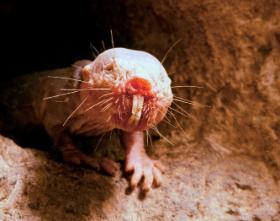 Przyczyn odporności golców na raka jest zapewne kilka. Za jedną z najważniejszych naukowcy uznali nietypową budowę kwasu hialuronowego.