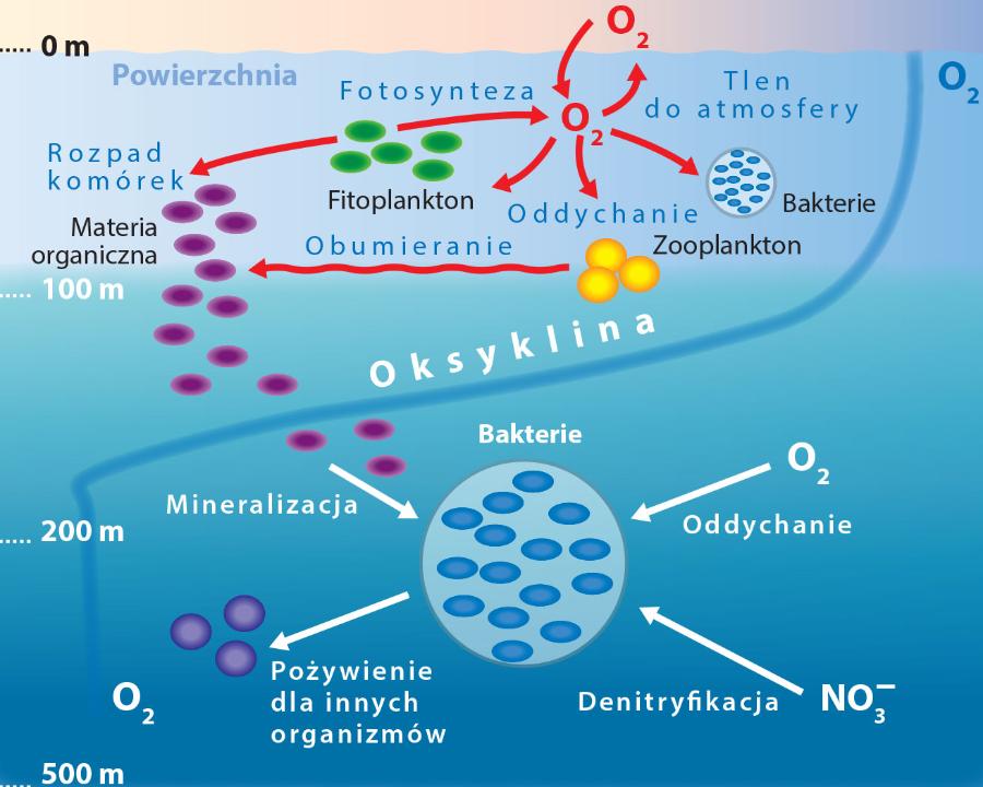 Przegląd proce­sów, w które uwikłany jest tlen, występujących w morzach i oceanach na różnych głębokościach (skala niezachowana).