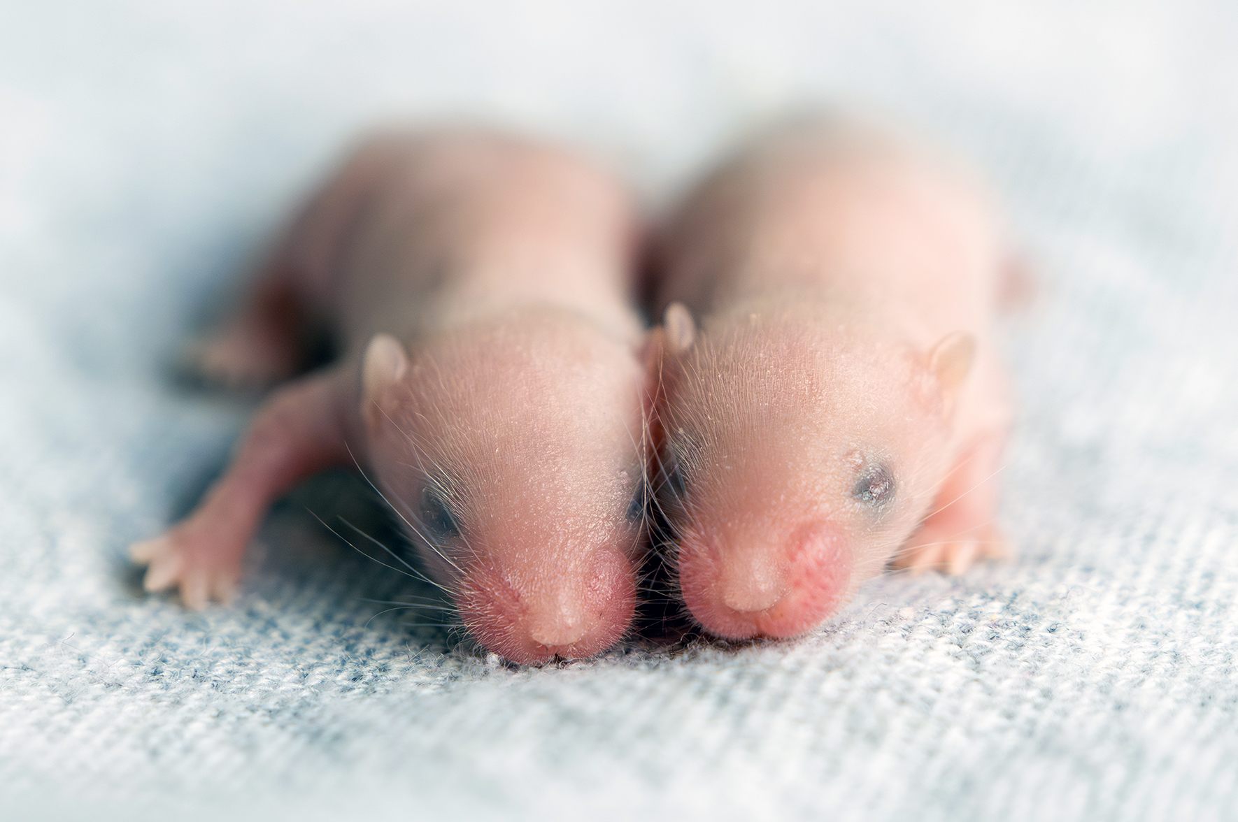 Genetycznie bezpłodnym myszom przywrócono możliwość rozrodu. Pomoc ludziom możliwa, ale w przyszłości