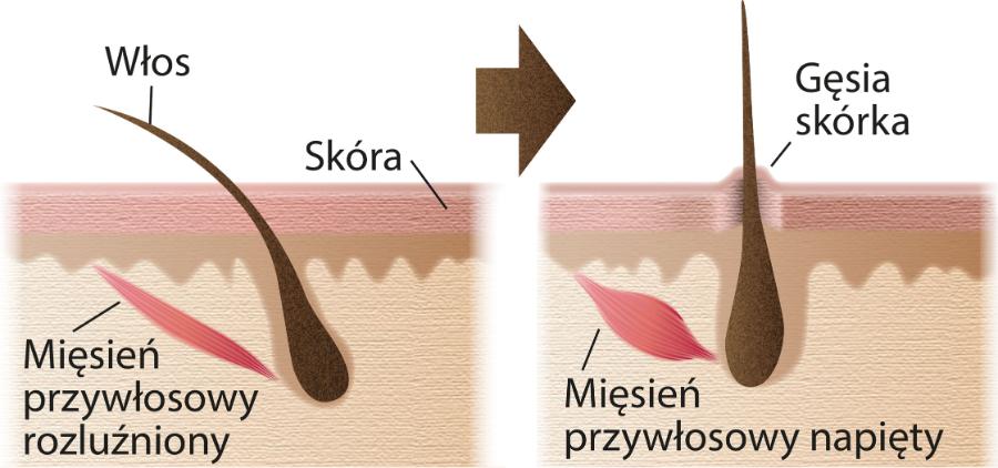 Mechanizm powstawania gęsiej skórki.