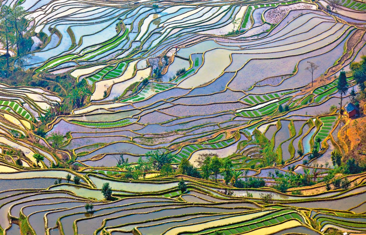 Pola ryżowe w prowincji Yunnan, fotografia współczesna.