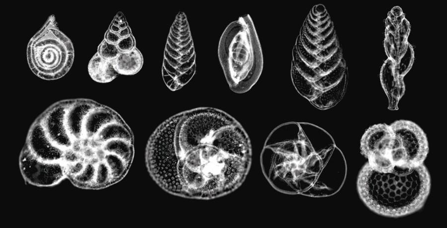 Dziesięć gatunków ­otwornic. Te jednokomórkowe organizmy zamieszkują wody oceaniczne od tropików po strefy podbiegunowe.