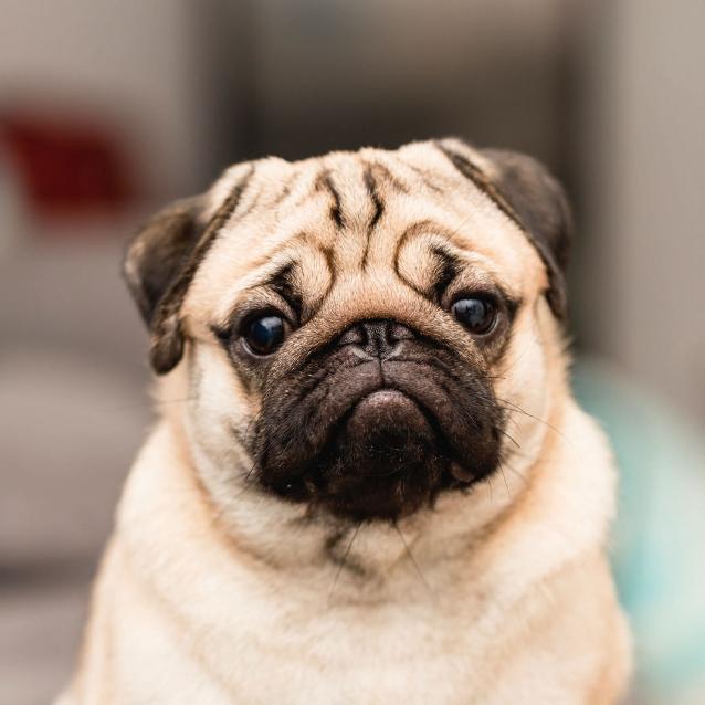 Mops należy do psów brachycefalicznych, czyli z krótkim, spłaszczonym pyskiem.