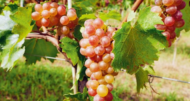 Ta austriacka odmiana była w Polsce do niedawna zupełnie nieznana, uważano bowiem, że będzie jej u nas za zimno.