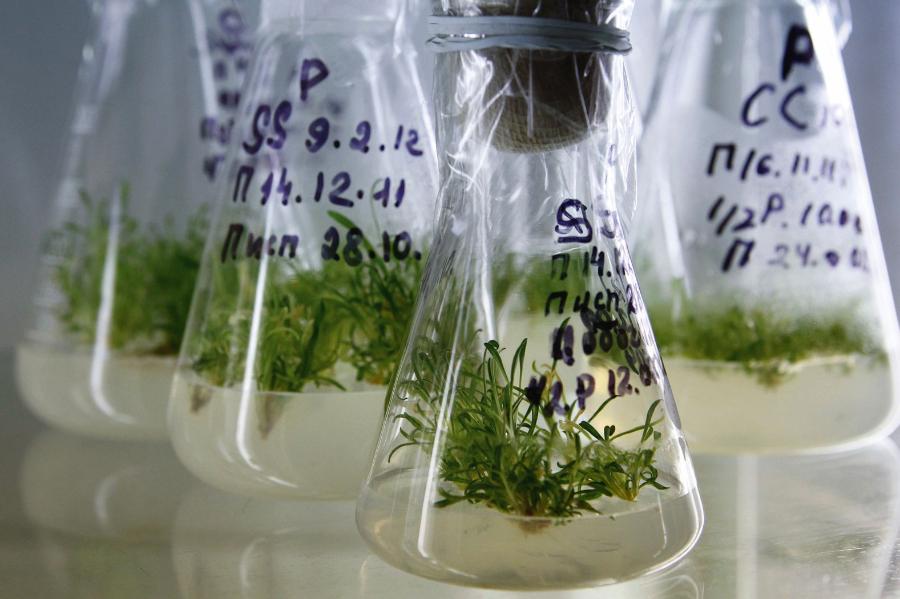 Hodowla in ­vitro na pożywce agarowej lepnicy otrzymanej z nasion mających ponad 30 tys. lat.