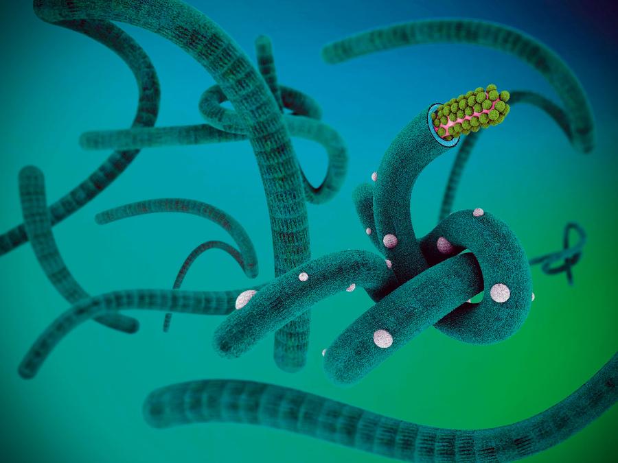 Wirus ebola.