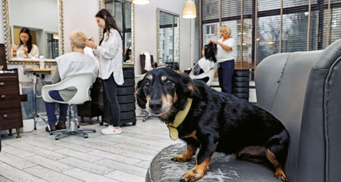 Lemon w salonie fryzjerskim na warszawskiej Ochocie