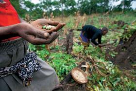 Oprócz nowych odmian roślin Afryka potrzebuje sprawiedliwszych i mniej skorumpowanych rządów.