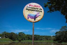 Sprowadzone do Kolumbii hipopotamy rozmnożyły się z takim sukcesem, że tam, gdzie żyją na wolności, ustawiane są znaki ostrzegawcze „Niebezpieczeństwo – hipopotamy”.