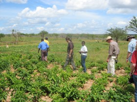 Pola papryki w Tanzanii