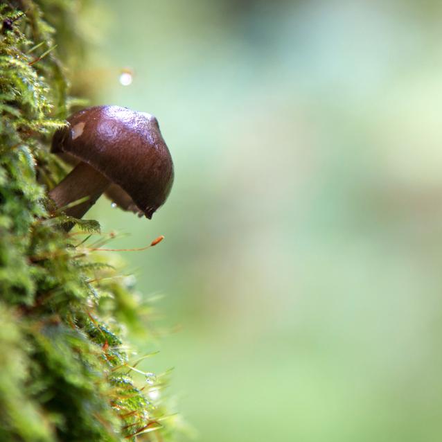Grzyb z typu Basidiomycete na porośniętym mchem pniu drzewa.