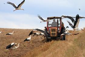 Rolnicy nie ubezpieczają się od klęsk takich jak susza czy huragany. Na 1,3 mln pobierających dopłaty bezpośrednie, polisy wykupiło zaledwie 163 tys. gospodarstw.