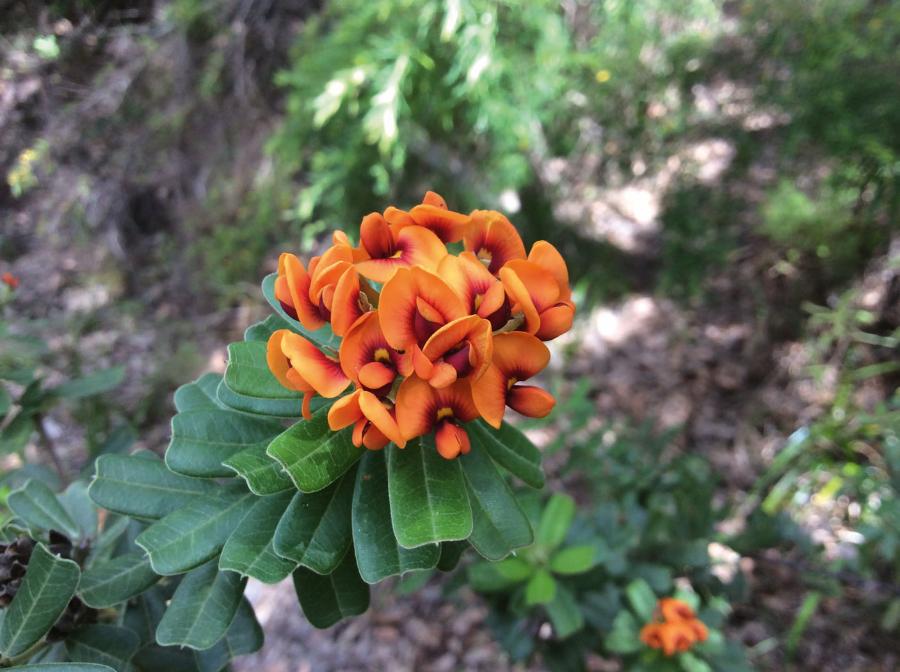 Krzewy z rodzaju Gastrolobium wytwarzają kwas fluorooctowy ze składników pobranych z gleby.