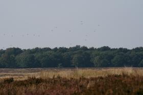 Współczesne spadochrony nad wrzosowiskiem 9 kilometrów od mostu w Arnhem. Okazało się, że Brytyjczycy lądowali „pod nosem” Niemców.