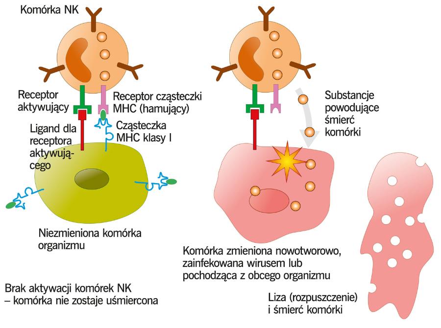 Komórki NK ulegają aktywacji, gdy rozpoznana przez nie komórka nie posiada MHC klasy I. Obca komórka jest natychmiast unieszkodliwiana.