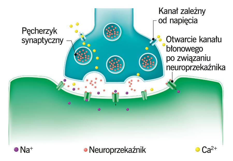 Synapsa. Neuroprzekaźniki przenoszą sygnały z jednego ­neuronu na drugi.