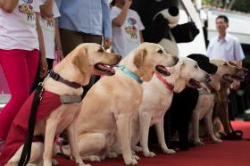 Pies jest istotą towarzyszącą człowiekowi od wieków. Nie tylko w pracy czy obronie, także w przyjemnościach.