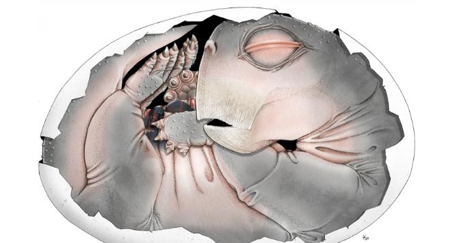 Pulsar - wyjątkowy portal naukowy.