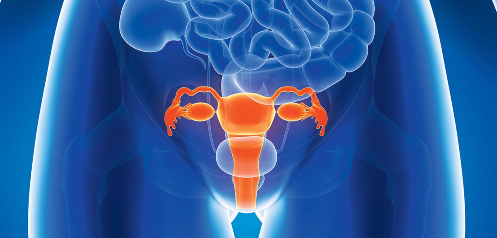 Żeńskie narządy płciowe – pomarańczowym kolorem oznaczono macicę, jajowody i jajniki.