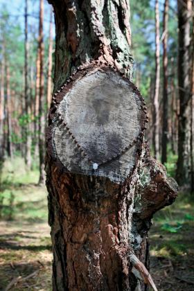 W lesie pod Częstochową Matka Boska pojawiła się w żywicy na miejscu odciętego konara.