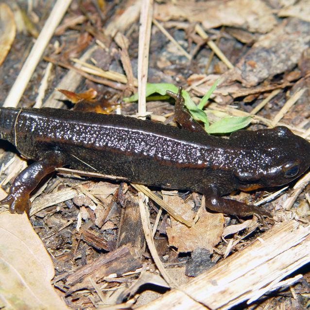 Traszka ognista (Cynops ensicauda). Niedawne badania sugerują, że wyginięcie tego i innych rodzajów było częścią masowego wymierania, które zagraża przetrwaniu gatunku ludzkiego. W rzeczywistości ten rodzaj nie wymarł.