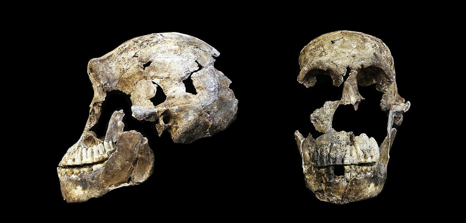Prawie skompletowana czaszka Homo naledi.