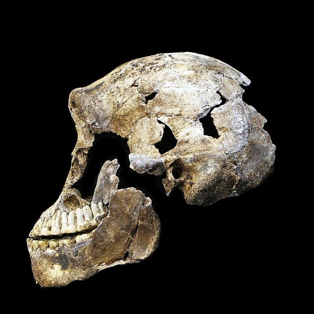 Prawie skompletowana czaszka Homo naledi.