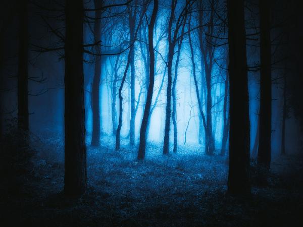 Polski las znów nasiąka krwią, tylko tym razem Polacy nie są ofiarami, ale katami.