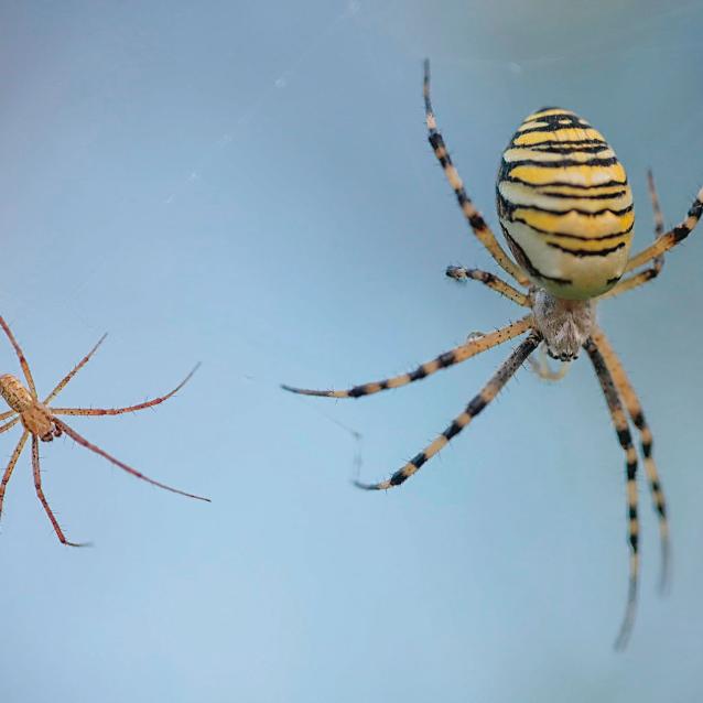 U tygrzyka (Argiope) ­zaloty odbywają się na sieci. Samice są ­wielokrotnie większe od samców i często zabijają swoich partnerów.