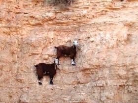 Nie, te kozy nie lewitują! Są naprawdę wyjątkowo wykwalifikowanymi alpinistkami, dzięki czemu mogą sobie pozwalać na takie wybryki, jak ten na zdjęciu.