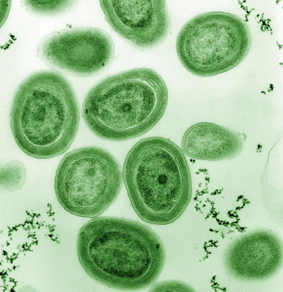 Prochlorococcus występuje tak obficie, że 1 ml wody morskiej może ­zawierać 100 tys. ­komórek tej cyjanobakterii